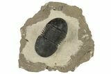 Detailed Paralejurus Trilobite - Atchana, Morocco #204311-3